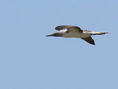 Blue-footed Booby