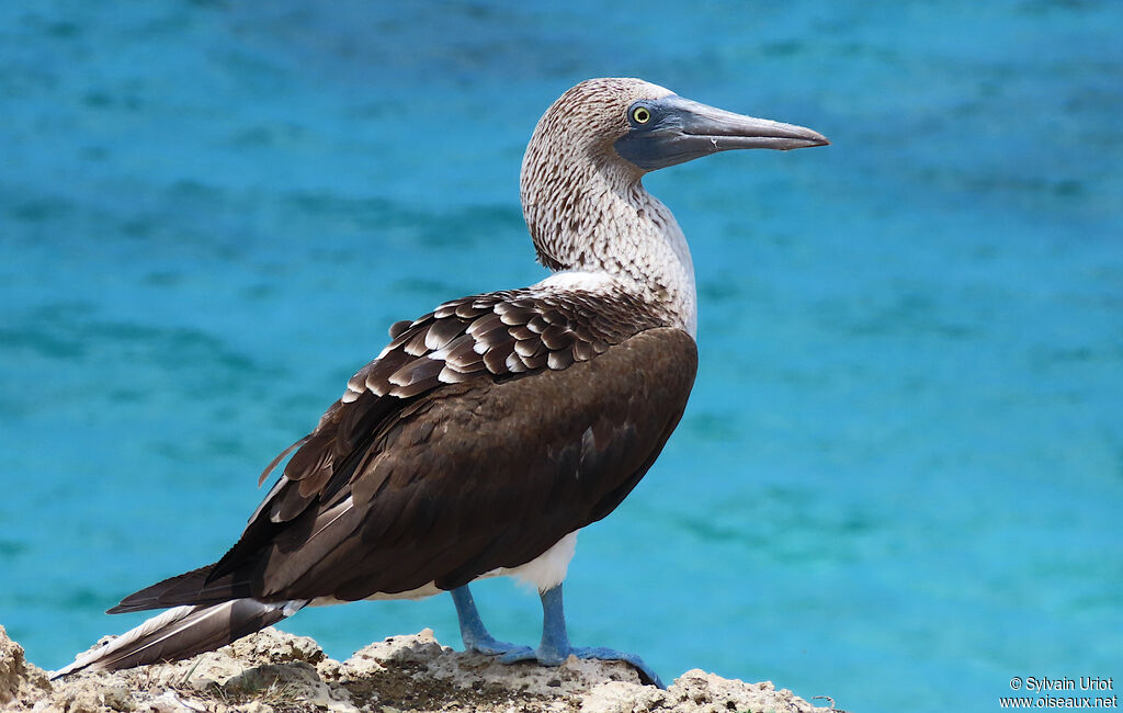 Blue-footed Boobyadult