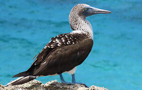 Blue-footed Booby