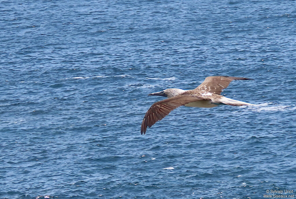 Blue-footed Boobyadult