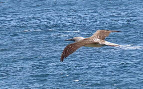 Blue-footed Booby