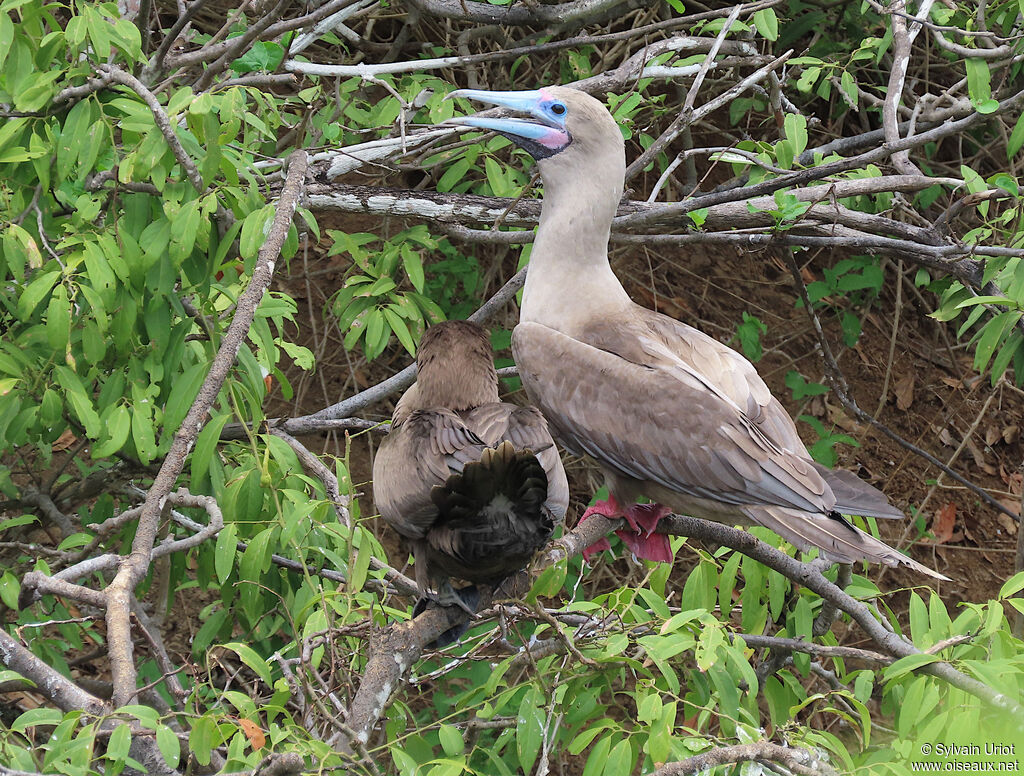 Red-footed Booby