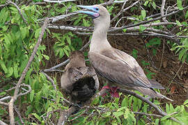 Red-footed Booby