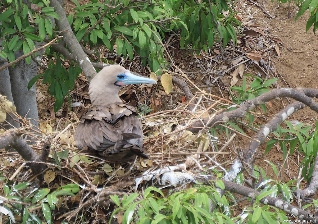 Red-footed Boobyadult