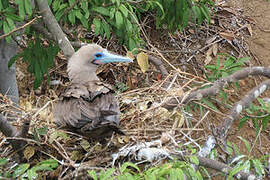 Red-footed Booby