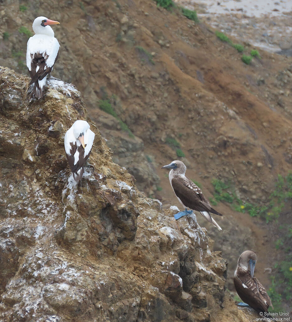 Nazca Booby