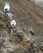 Nazca Booby