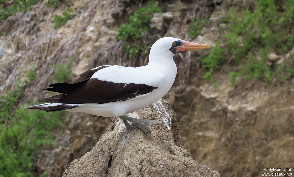 Nazca Boobyadult