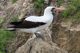 Nazca Booby