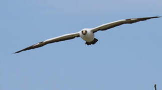 Nazca Booby