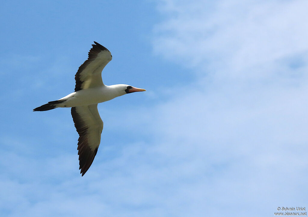 Nazca Boobyadult