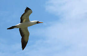 Nazca Booby