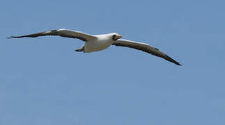 Nazca Booby