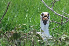 Nazca Booby