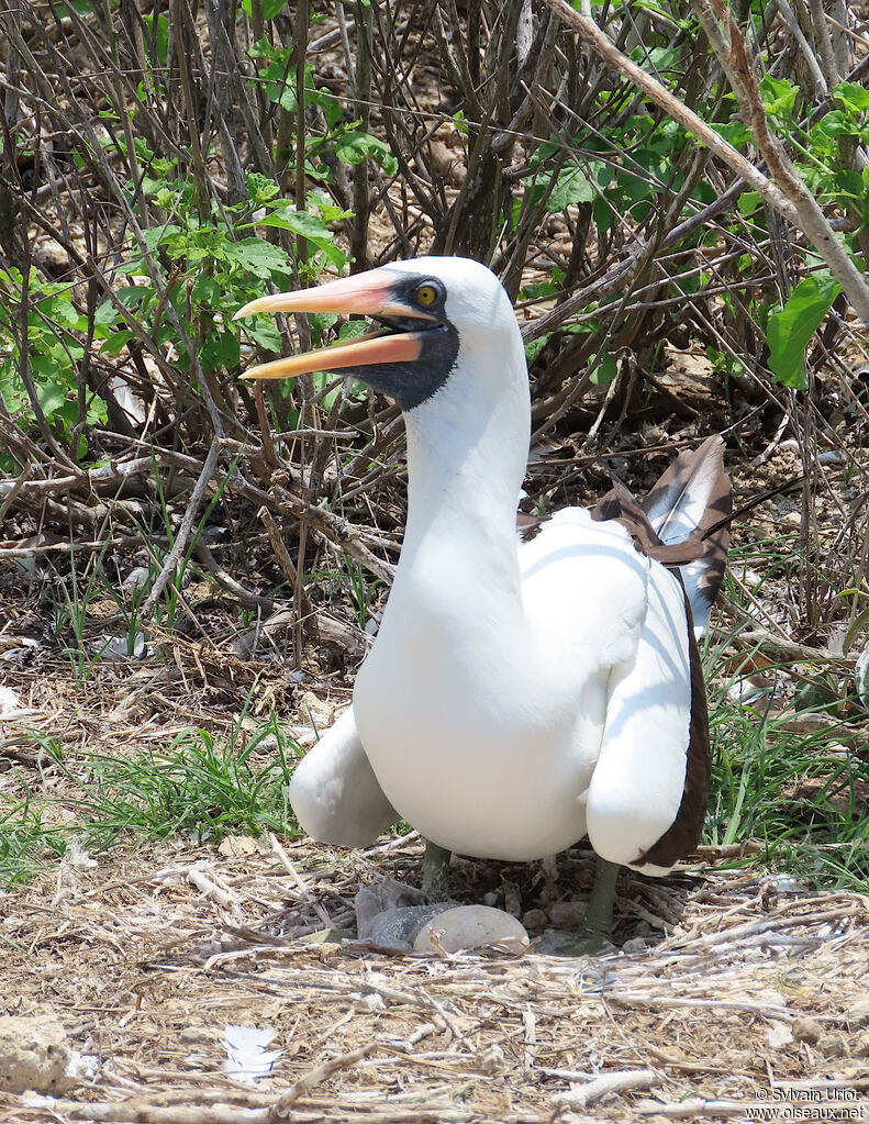 Nazca Boobyadult