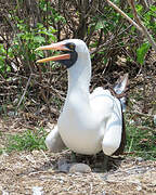 Nazca Booby