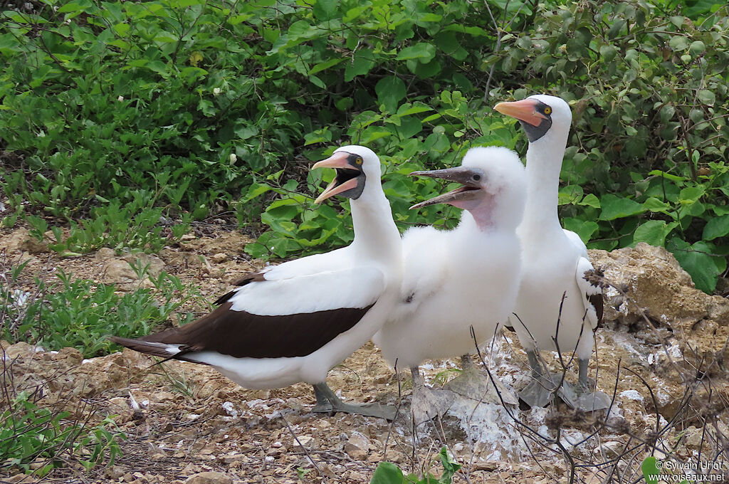 Nazca Booby