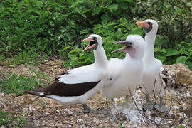 Nazca Booby