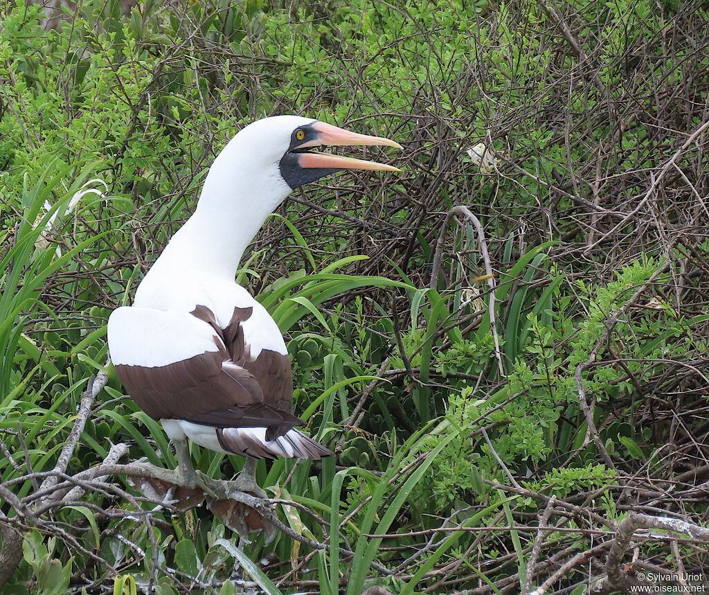 Nazca Boobyadult