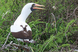 Nazca Booby