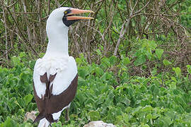 Nazca Booby