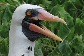 Nazca Booby