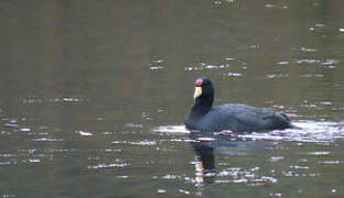 Andean Coot