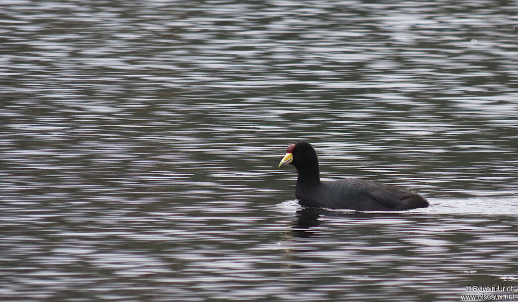 Andean Cootadult