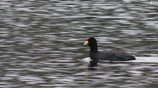 Andean Coot