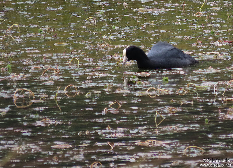 Andean Cootadult