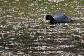 Andean Coot