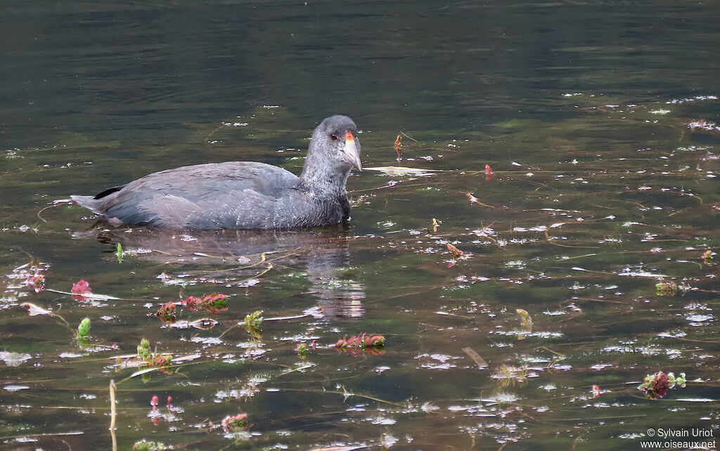 Andean Cootjuvenile