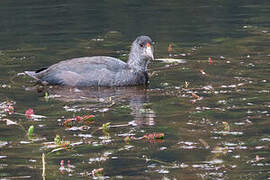 Andean Coot