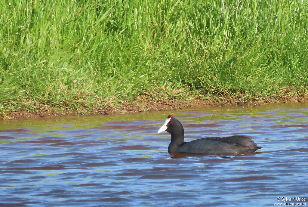 Red-knobbed Cootadult breeding