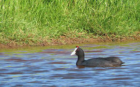 Red-knobbed Coot