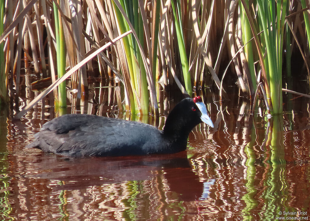 Red-knobbed Cootadult breeding