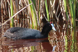 Red-knobbed Coot