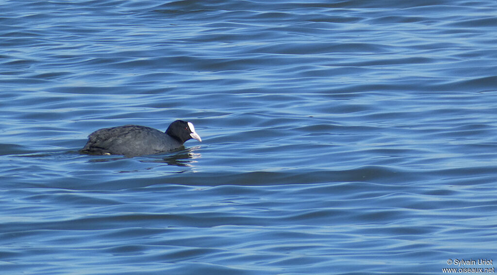 Eurasian Cootadult