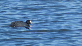 Eurasian Coot