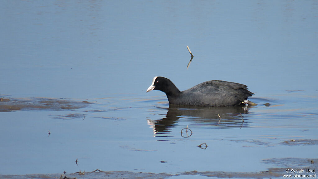 Eurasian Cootadult