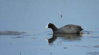 Eurasian Coot