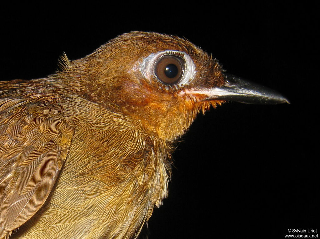 Rufous-throated Antbirdjuvenile