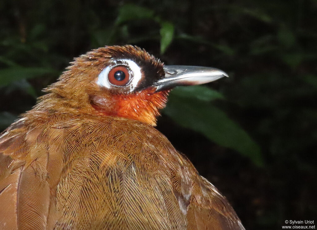 Rufous-throated Antbird female adult