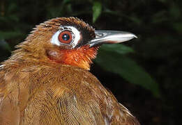 Rufous-throated Antbird