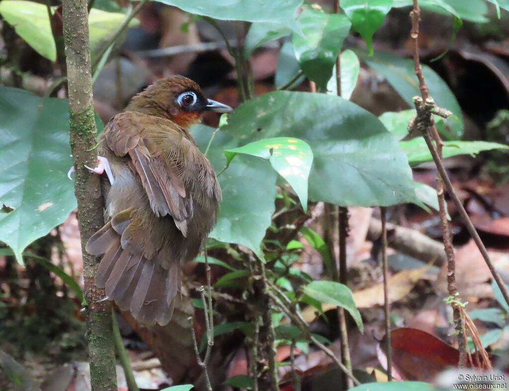 Rufous-throated Antbirdadult