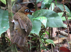 Rufous-throated Antbird