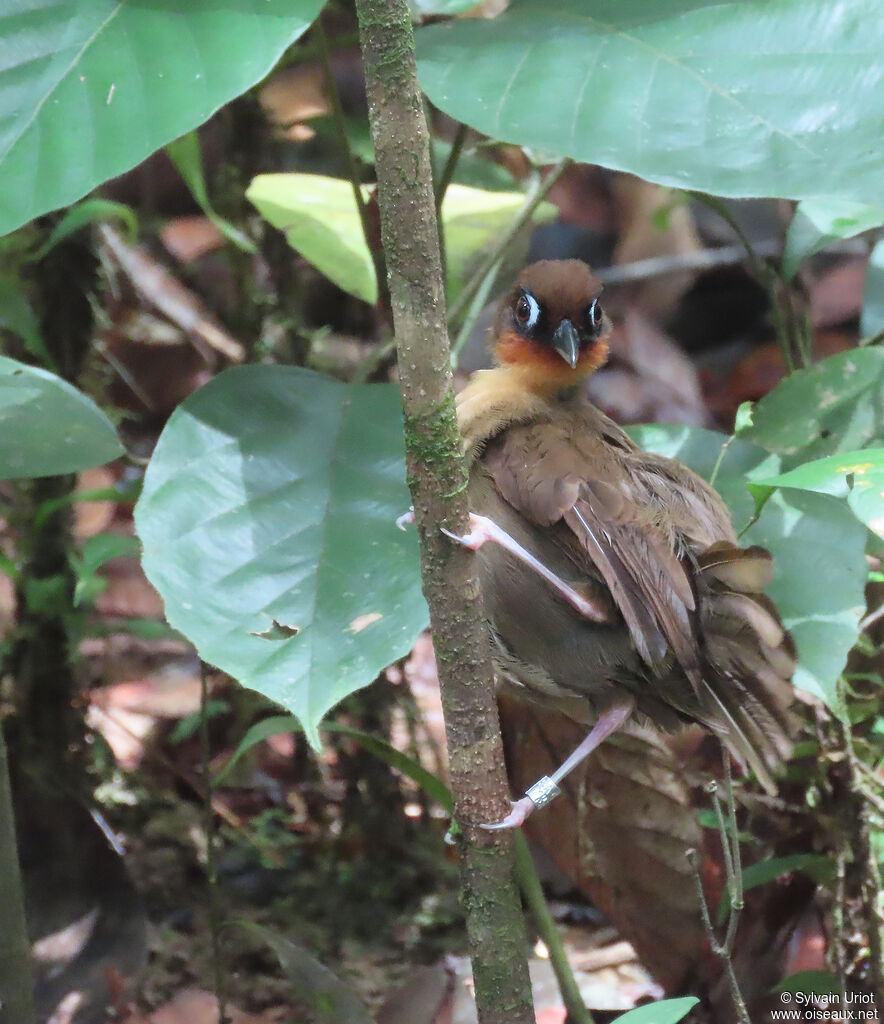 Rufous-throated Antbirdadult