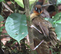 Rufous-throated Antbird