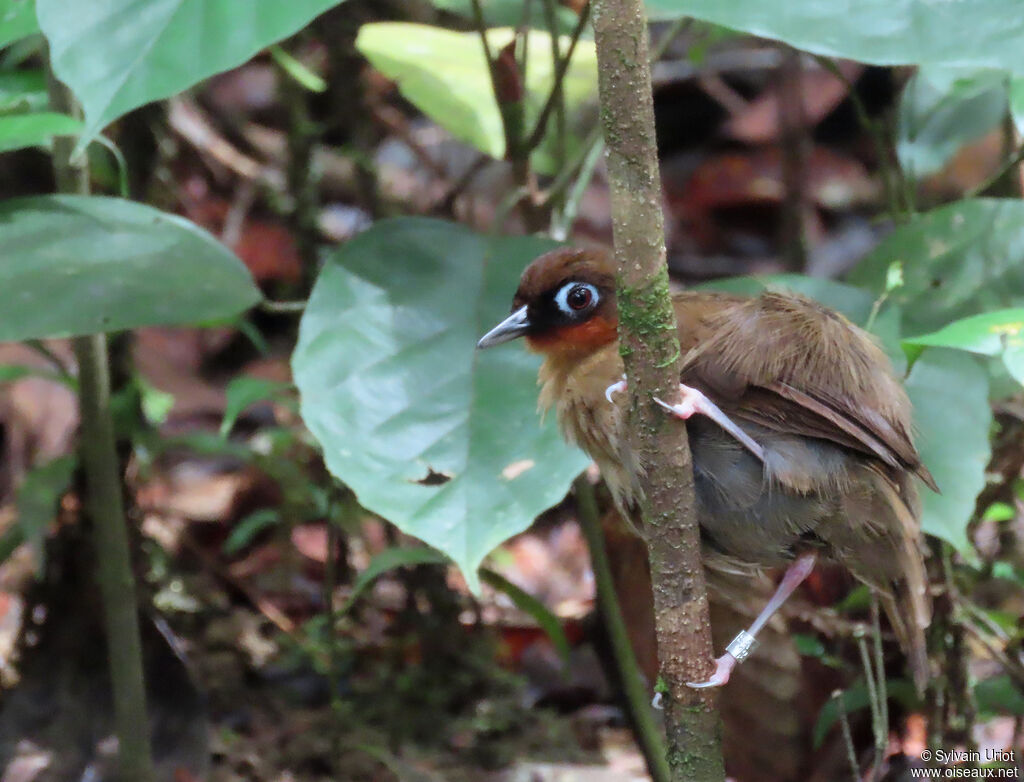 Rufous-throated Antbirdadult