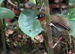 Rufous-throated Antbird